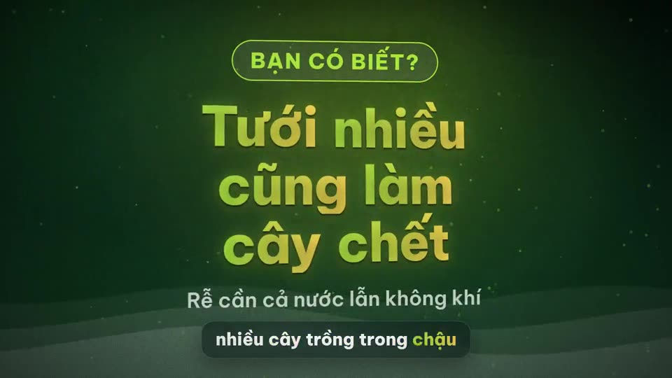 Trồng cây trong chậu